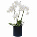 45" Phalaenopsis Orchid Plant with Basket