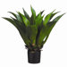 33" Gaint Mexican Agave with Plastic Pot