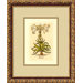 Lily (Lilium Album) Italing Engraving Framed Print