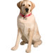 Life Size Large Labrador Retriever Sculpture in Yellow