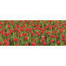 Ultimate Tulips Panoramic Wall Mural
