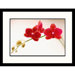 Red Orchids Framed Photograph