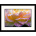 Peace Rose Framed Photograph
