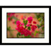 Bougainvillea Framed Photograph