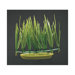 Marina Aquascaper Micro Sagittaria Plant Decoration