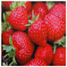 Strawberries Canvas Wall Art - 19.75" x 19.75"