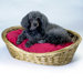 Small Dog Bedding