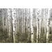 Aspen Highlands Wall Art