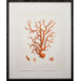 Tangerine Coral Giclee III Art