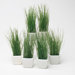 Botanicals Potted Wheat Grass (Set of 6)