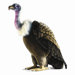Extra Large Life Size Vulture Stuffed Animal