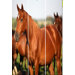 Horse Screen