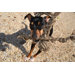 Mr Roper Dog Tug Toy