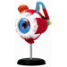 4D-Vision Human Eyeball Anatomy Model