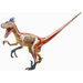 4D-Vision Velociraptor Anatomy Model