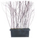 Floral Birch Windowsill Planter