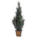 Cedar with Cones Cedar Tree in Metal Pot