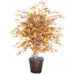 Blue Golden Birch Tree