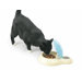 Dinner Time Single Pet Feeder Bowl