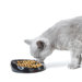 Whisker Single Cat Bowl