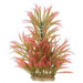 Natural Elements Alternanthera Aquarium Ornament in Pink / Green