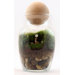 Gentle Reminder Assembled Terrarium