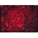 Glamour Red Rug