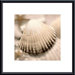 Iridescent Seashell II by Donna Geissler Metal Framed Art Print