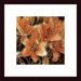 Apricot Dream I Wood Framed Art Print