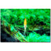 What are you Looking at by Kurt Shaffer, Canvas Art - 16" x 24"