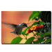 Hungry Hummingbird by Kurt Shaffer, Canvas Art - 24" x 36"
