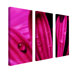 Purple Daisy Marco by Kurt Shaffer, Canvas Art (Set of 3) - 33" x 27"