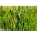 Prairy Grass III by Kurt Shaffer, Canvas Art - 22" x 32"