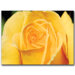 Yellow Rose Close Up by Kurt Shaffer, Canvas Art - 35" x 47"