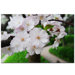 Cherry Blossom by Kurt Shaffer, Canvas Art - 16" x 24"