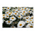 I Love Daisies! by Kurt Shaffer, Canvas Art - 16" x 24"