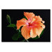 Peach Hibiscus on Black by Kurt Shaffer, Canvas Art - 22" x 32"