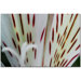 Princess Lily by Kurt Shaffer, Canvas Art - 16" x 24"