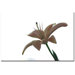 Lily on White by Tammy Davison, Canvas Art - 16" x 24"