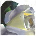 Graceful Rose by Roderick Stevens, Canvas Art - 40" x 40"