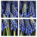 Grape Hyacinth by Aiana Canvas Art (Set of 4)