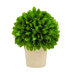 Leaf Ball in Pot