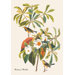 Bachman's Warbler Canvas Art