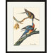 Passenger Pigeon Framed and Matted Print