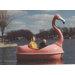 Flamingo Paddleboat