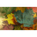 Autumn Dissolve Wall Art