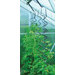 Greenhouse Plant Spiral - Set of 3