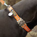 Top Rope Dog Collar