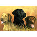 Paint By Numbers Labs In Marsh Painting