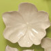Magnolia Bowl Decorative Accent in Ivory